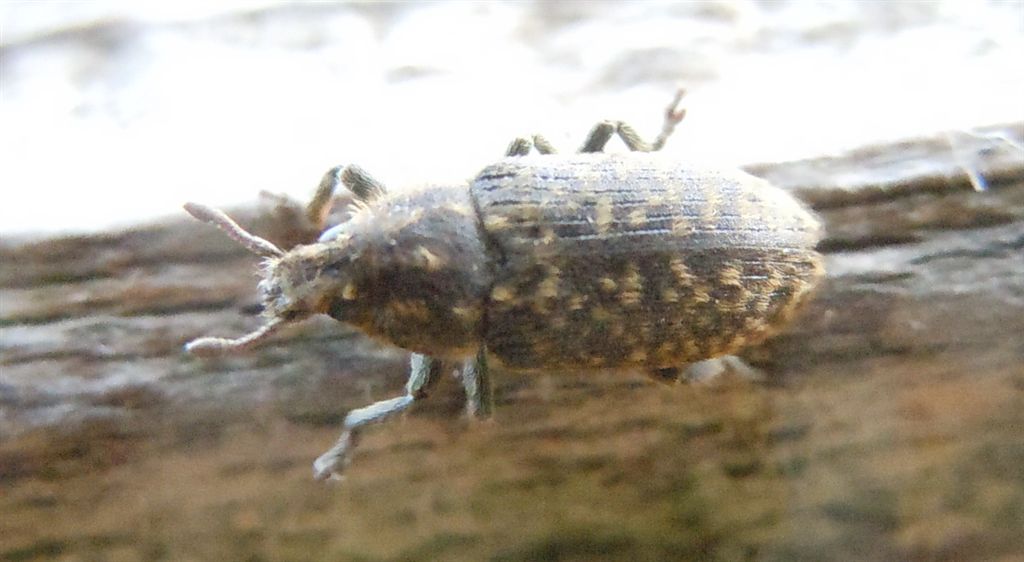 Rhinocyllus conicus - Curculionidae